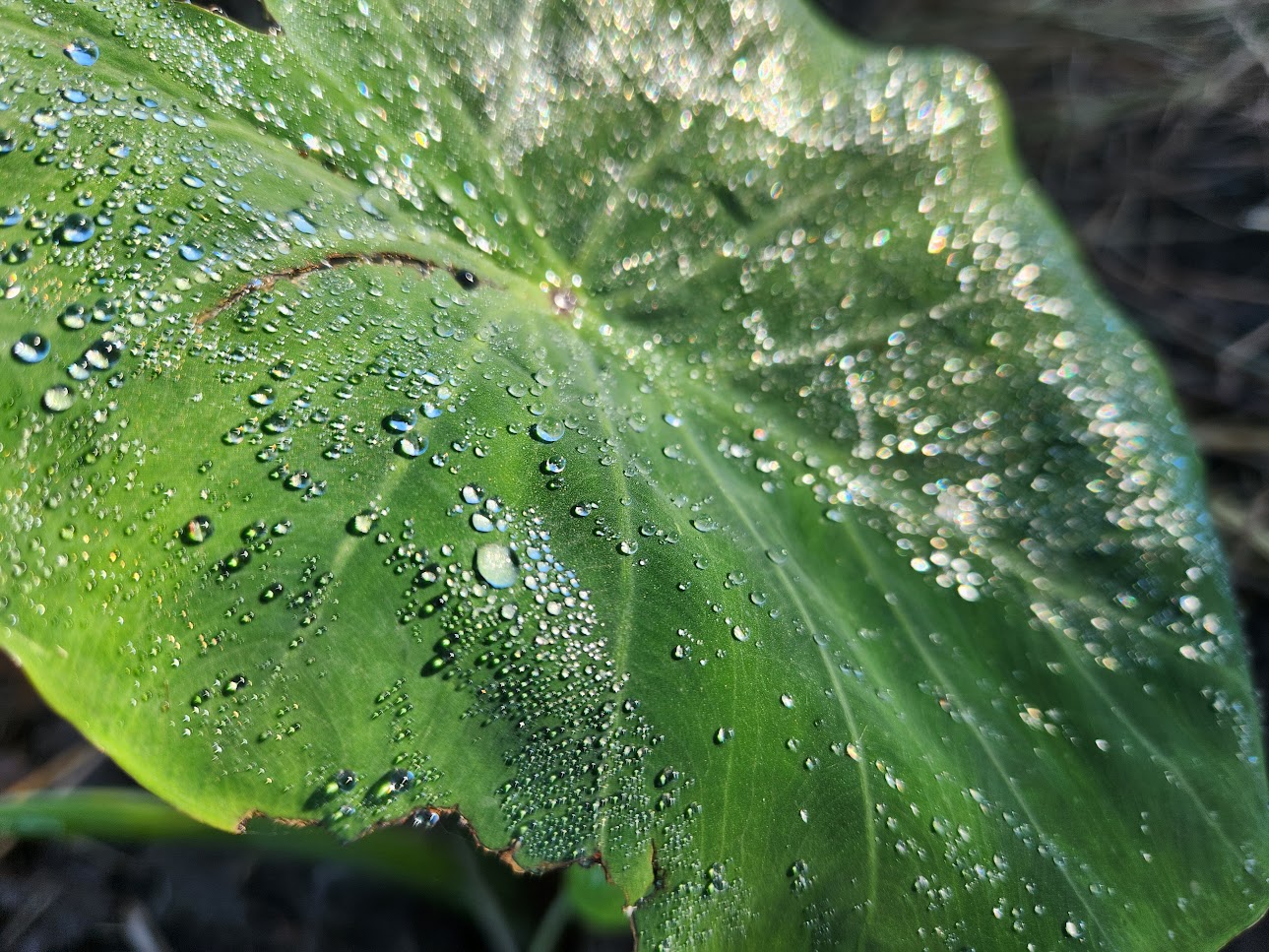 Sunrise over the garden