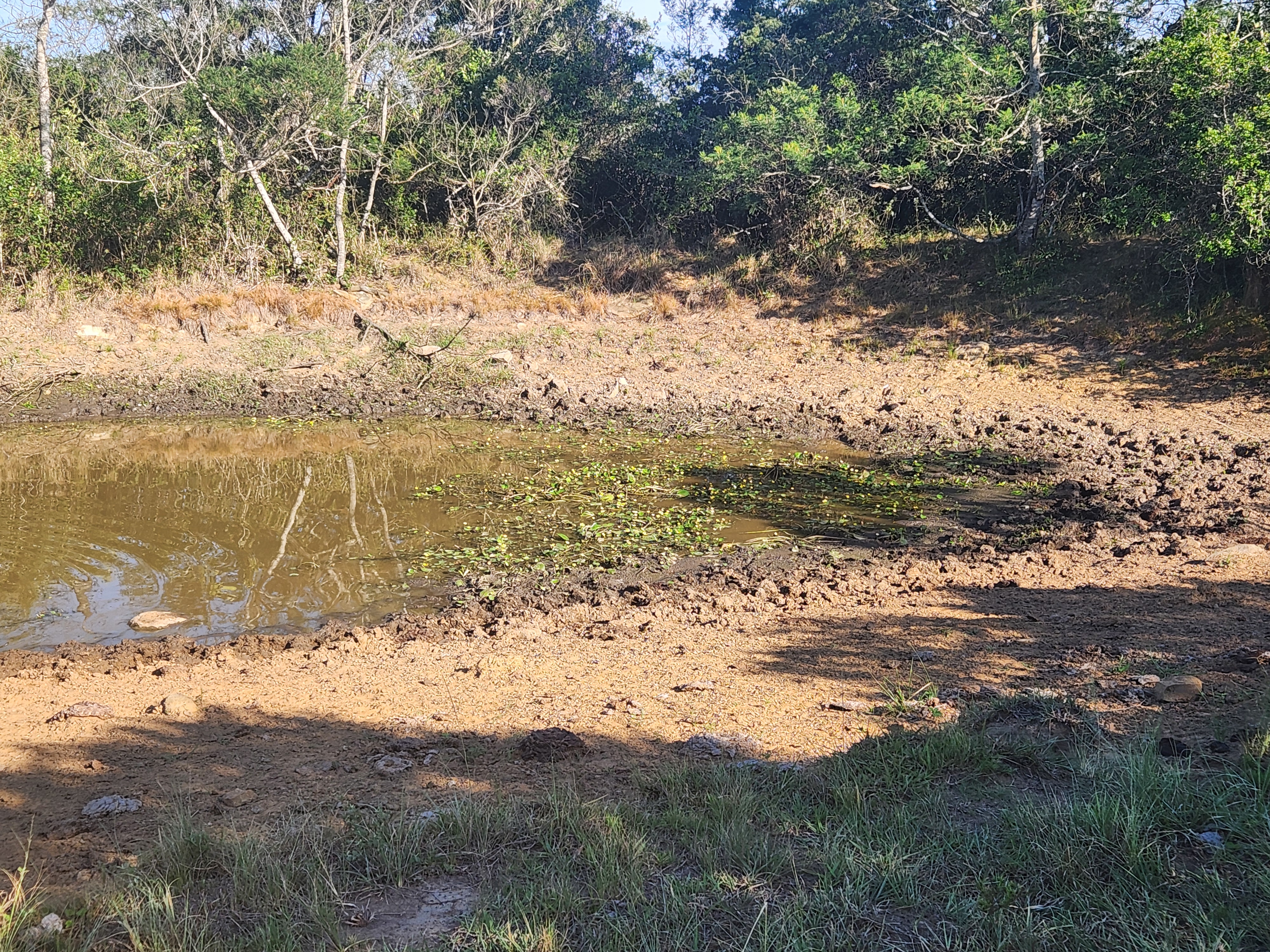 Muddy almost empty pond