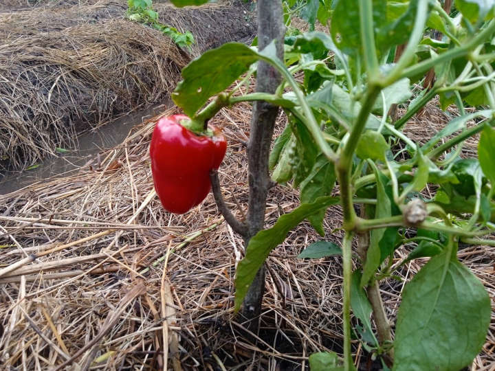 Red pepper after rain storm in raised beds