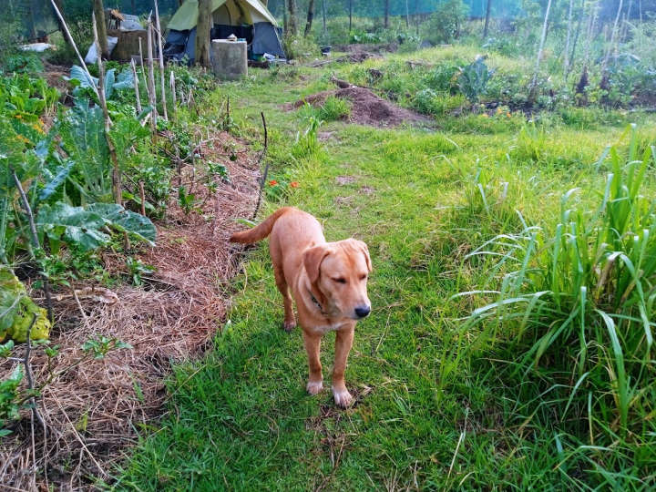 Star dog, helping harvest some food from the garden