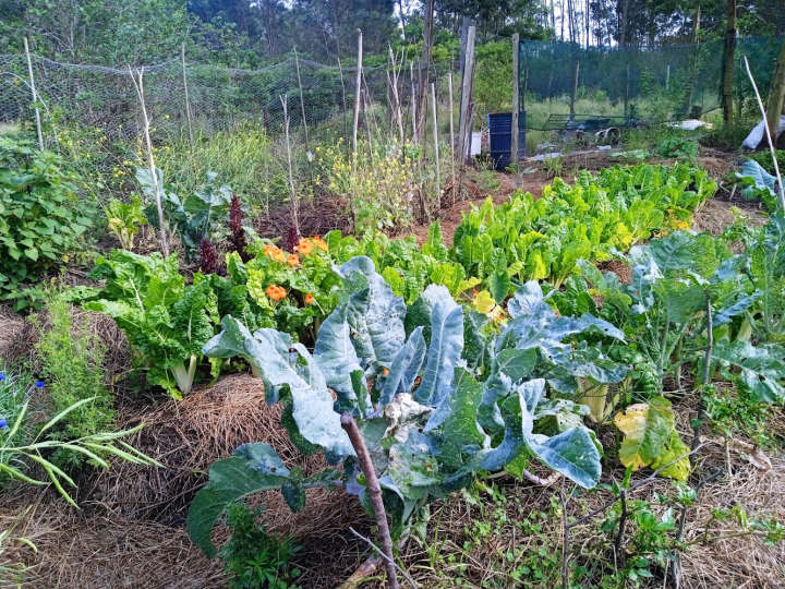Winter greens in raised beds