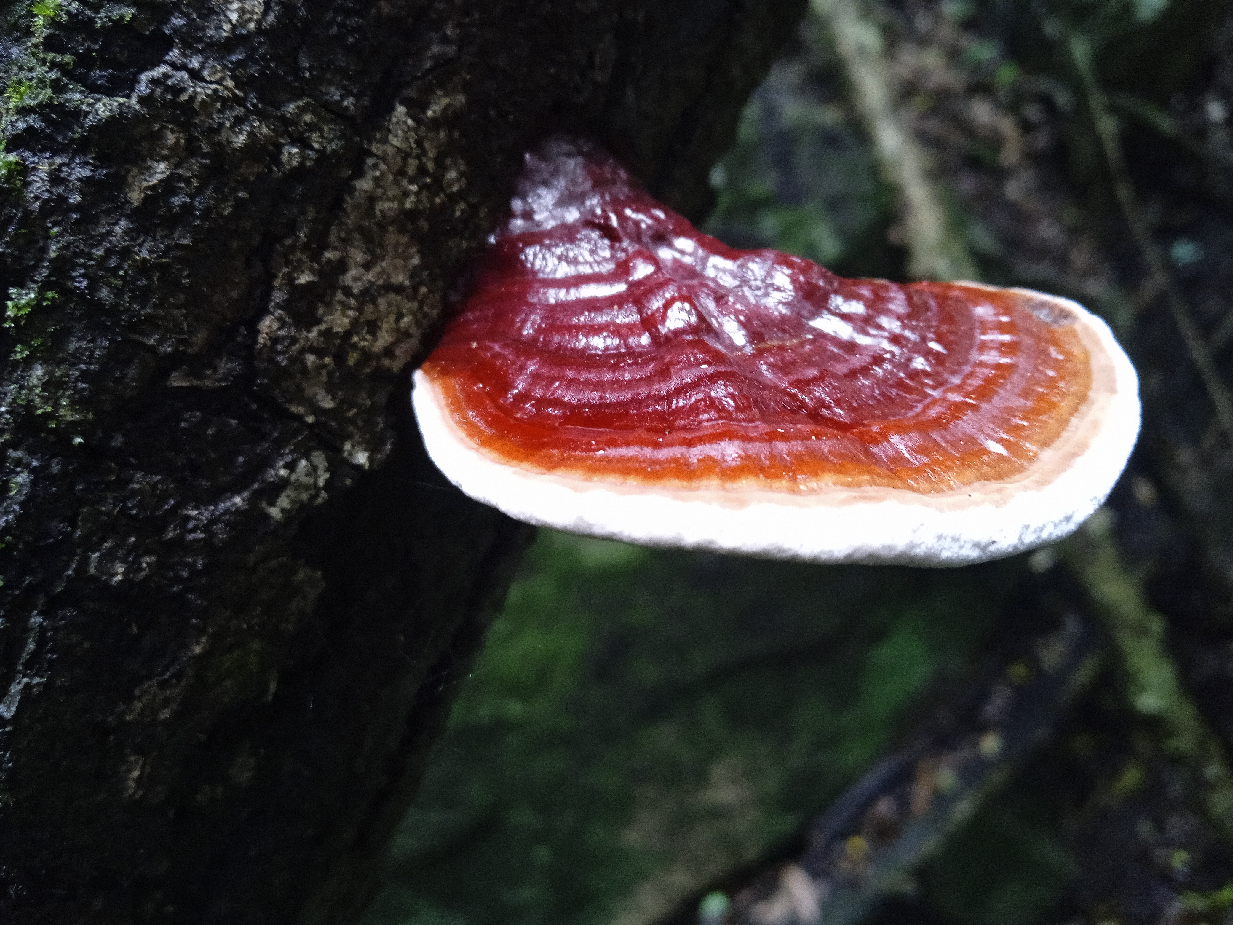 Reishi Ganoderma