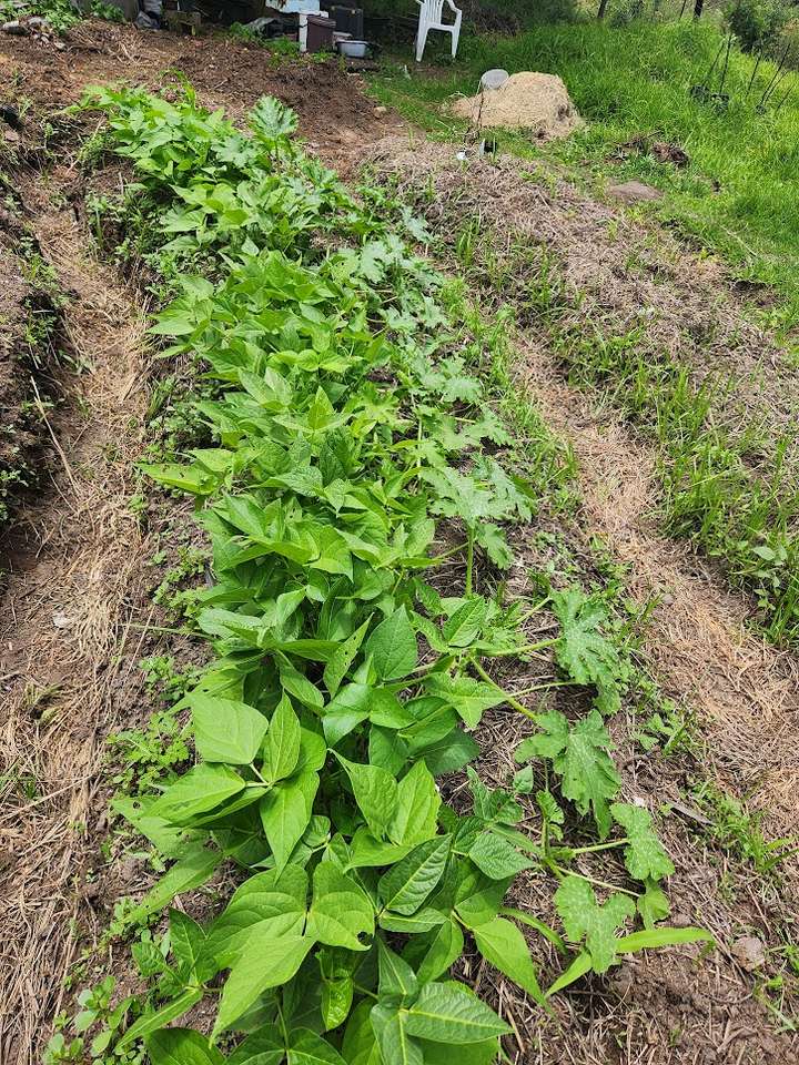 Bean Seedlings mixed and some marrows.