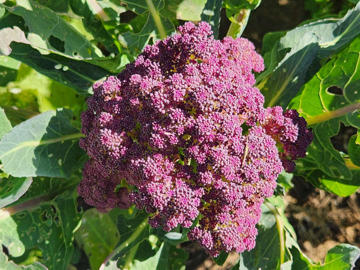 Purple brocolli