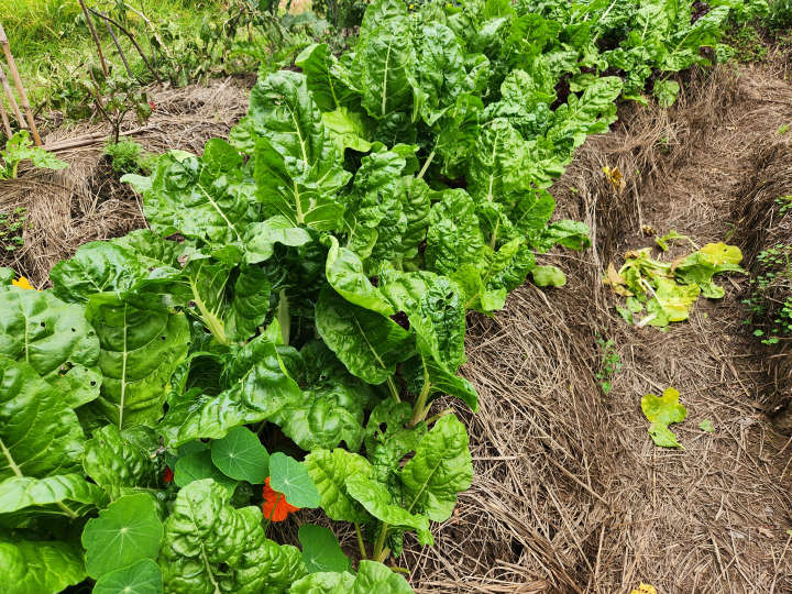 Spinnach and nasturtium