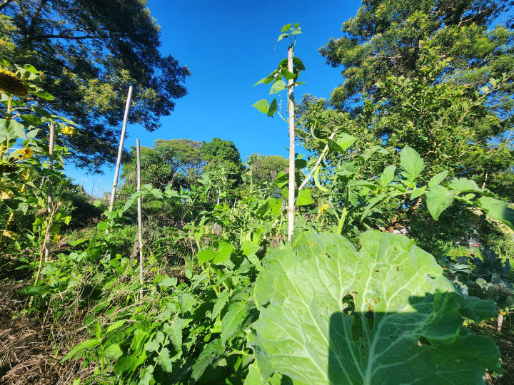 Kale and beans in raised beds