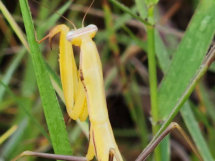 Yellow praying mantis