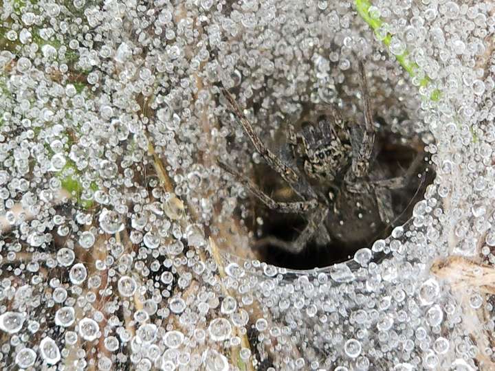 Funnel web spider