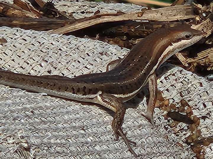 Variable skink