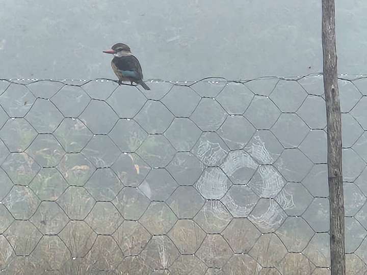 Brown hooded King fisher