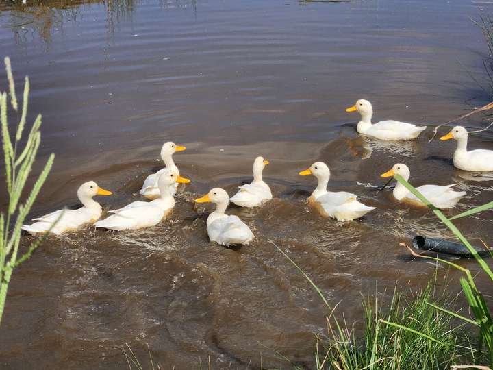 Duck friends enjoying the pond