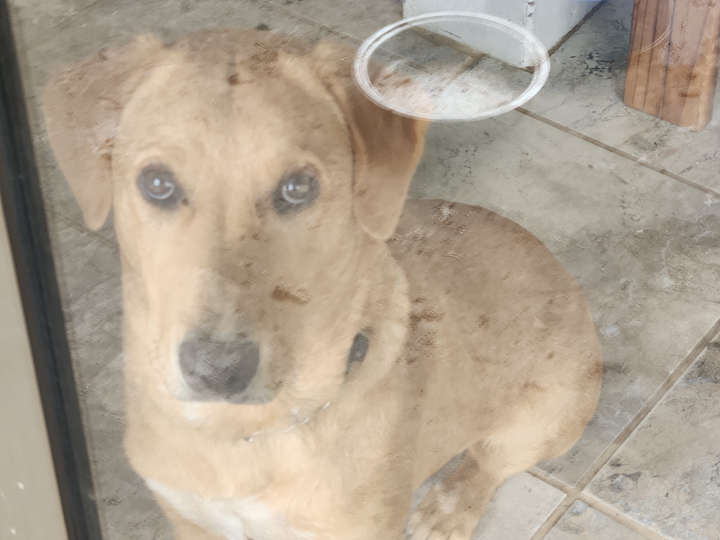 Guardian of the flock