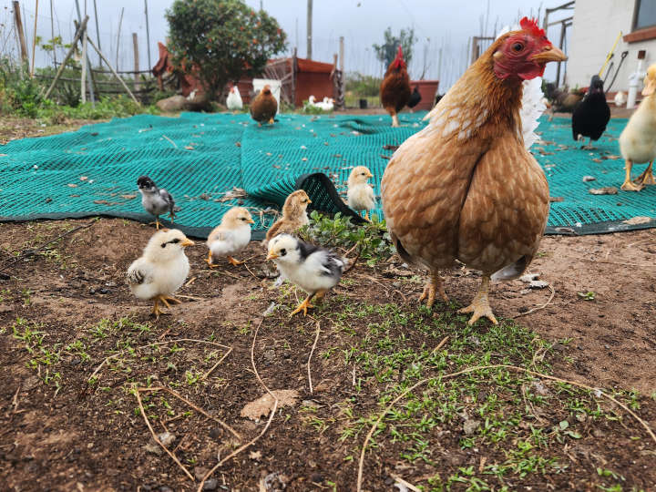 Bantam mix hen with chicks