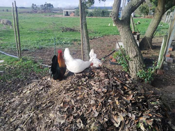 Compost companion chickens