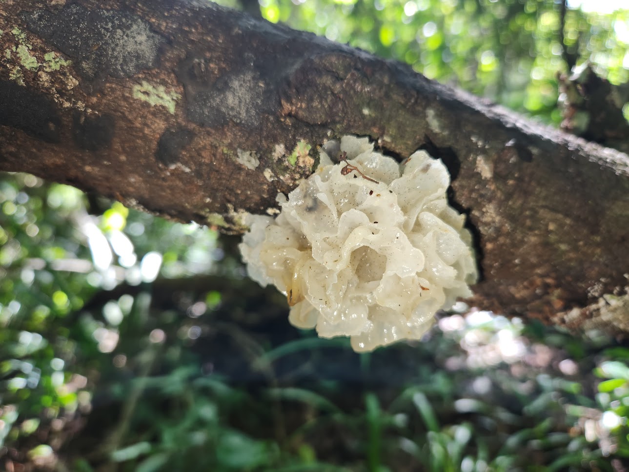 Snow fungi in the forest